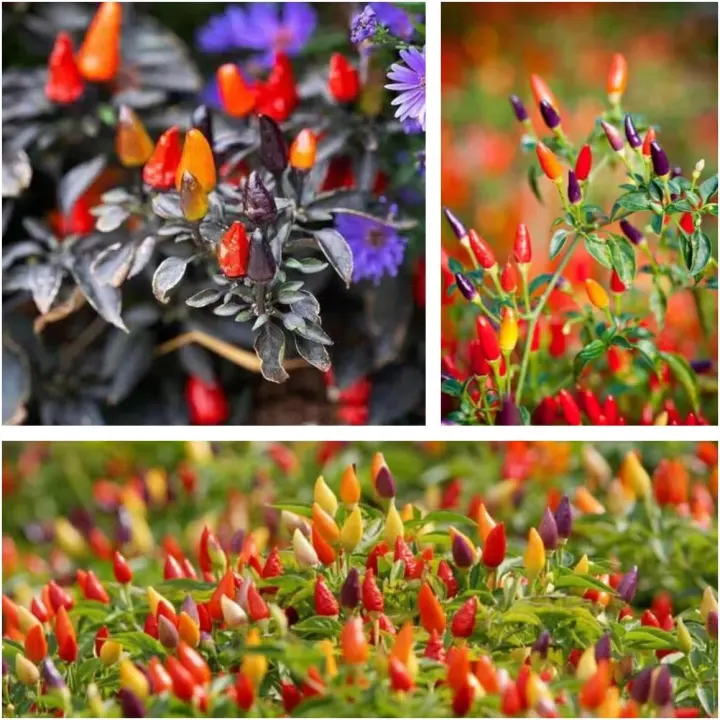 Five-Color Dwarf Ornamental Chili Pepper Seeds — 500+ Heirloom Mix