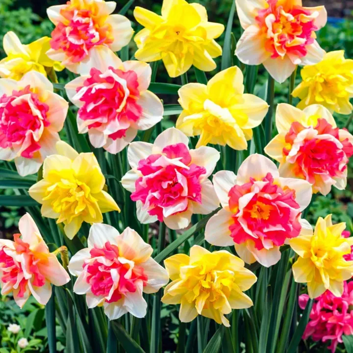 Pink Champagne Double Daffodil Bulbs — 5 Ruffled White & Pink Narcissus